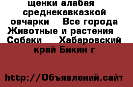 щенки алабая ( среднекавказкой овчарки) - Все города Животные и растения » Собаки   . Хабаровский край,Бикин г.